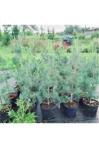 Сосна Веймутова  - 10-15л/вис.90-120см/Ø40-50см